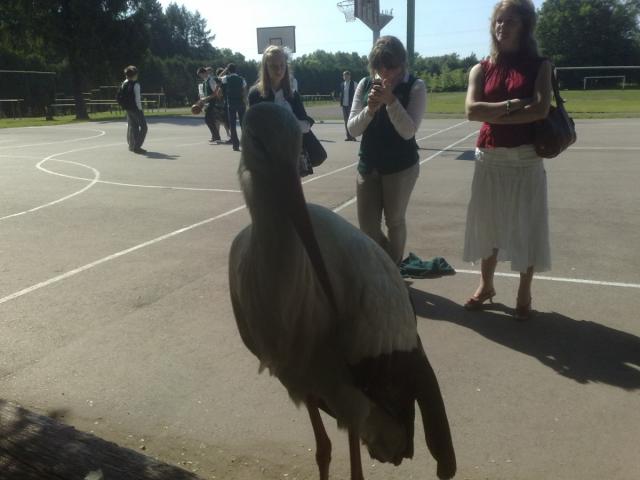 Gandras