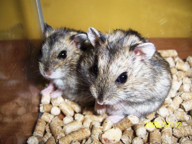 Žiurkėnai