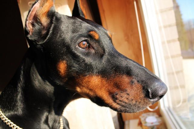 Dobermanas