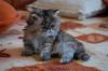 miau180_t1.jpg