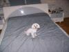 minidog_t1.jpg