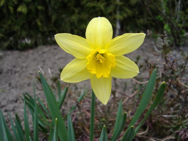 narcizas
