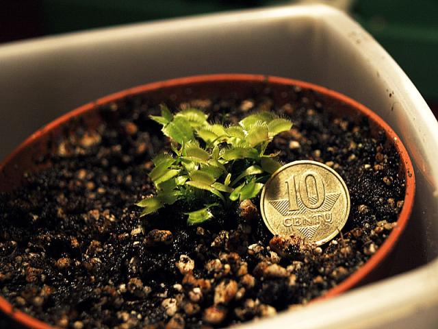Dionaea Muscipula