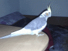 Spausk peržiūrai papuganas_t1.gif