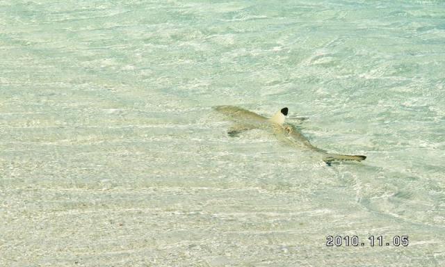 Blacktip reef shark (Carcharhinus melanopterus)