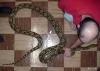retic_t1.jpg