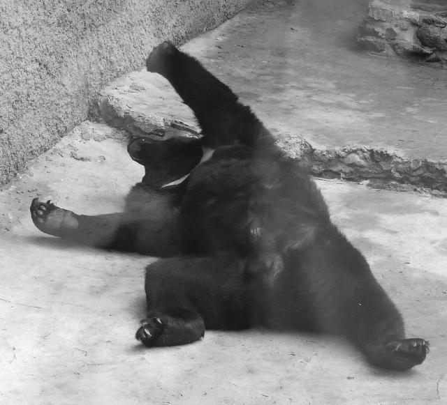 Savaitgalis