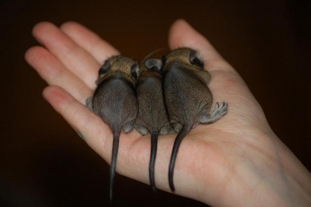 Degu jaunikliai