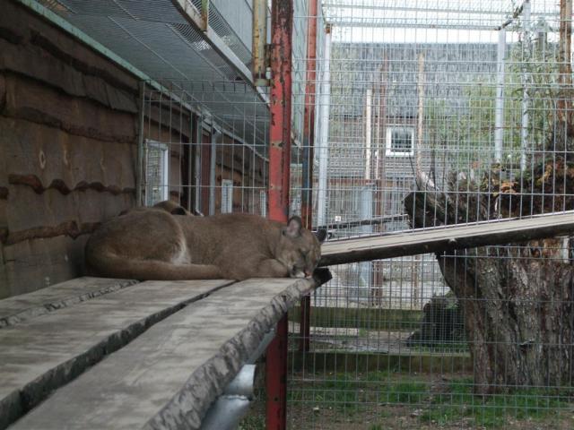 Mini zoo