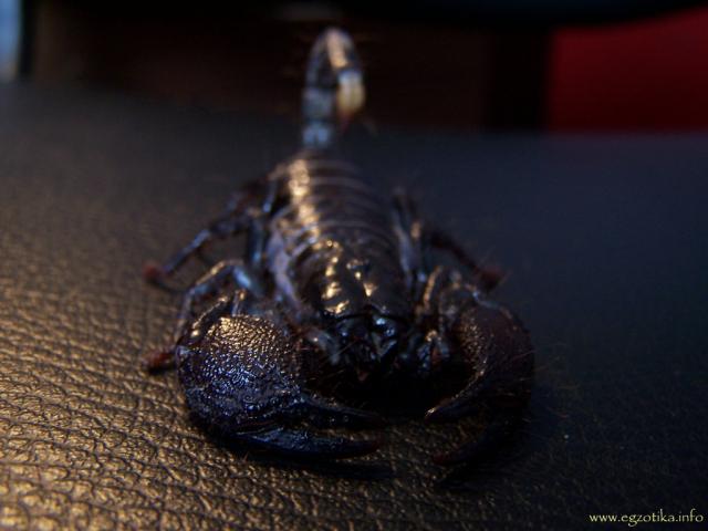 Scorpionas