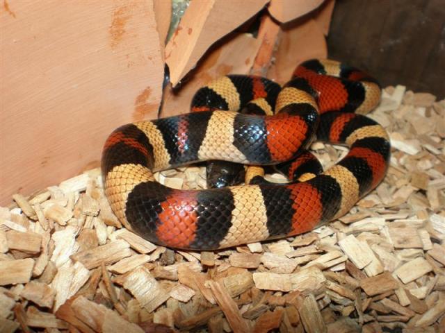 Lampropeltis triangulum campbelli