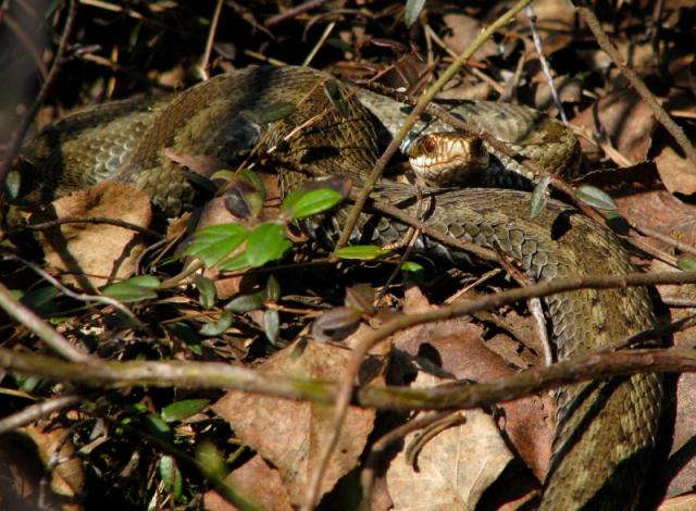 Vipera berus