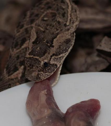 Bitis arietans