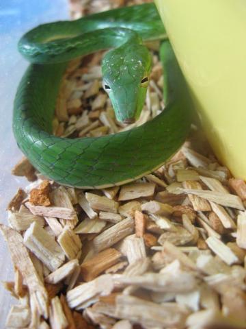 A. prasina
