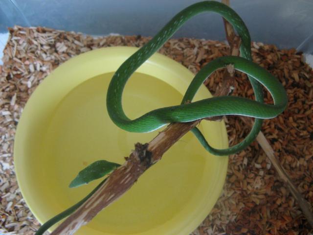 A. prasina