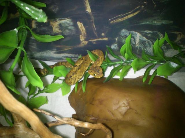 Atheris ceratophora