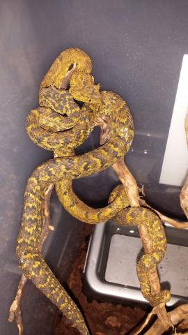 Atheris ceratophora