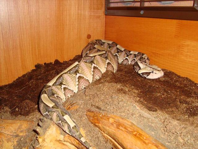 Bitis gabonica