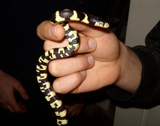 L. g. californiae
