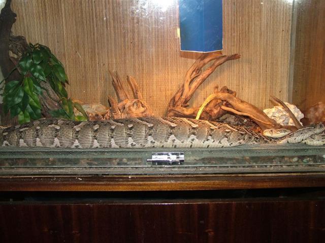 Bitis arietans