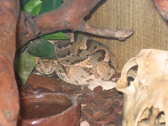 Bitis arietans