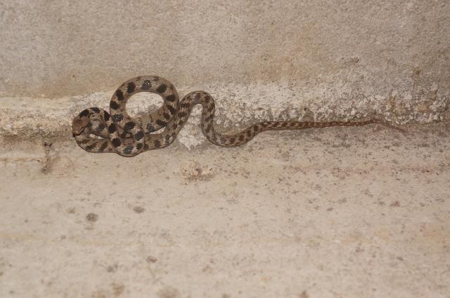 Kroatijos fauna