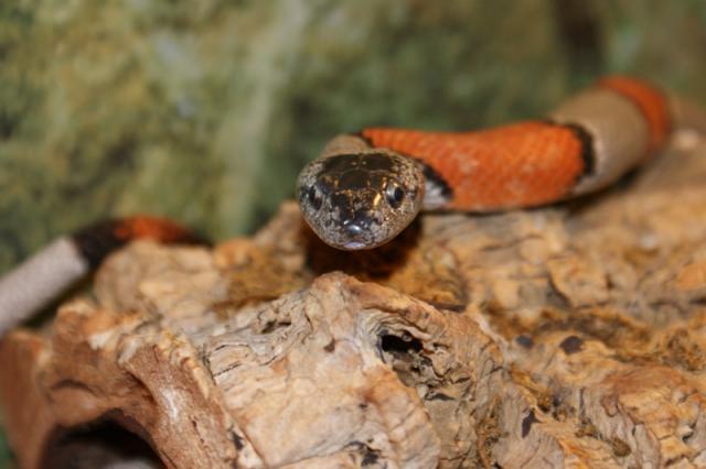 L. alterna blairi