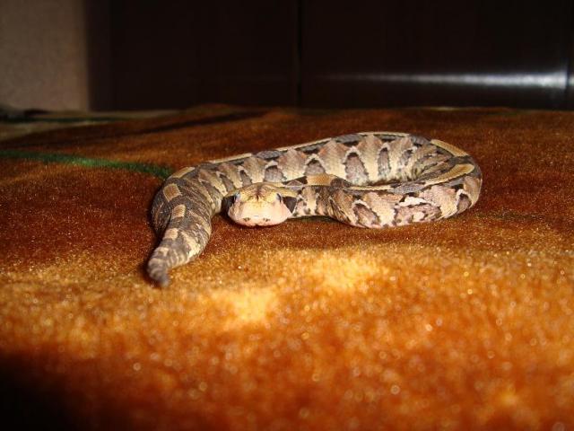 bitis gabonica rhinoceros