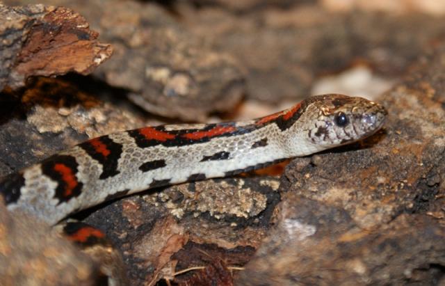 Lampropeltis mexicana greeri