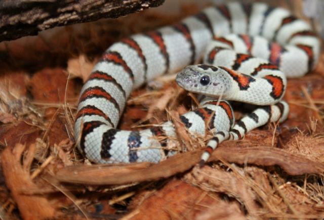  Lampropeltis mexicana greeri light