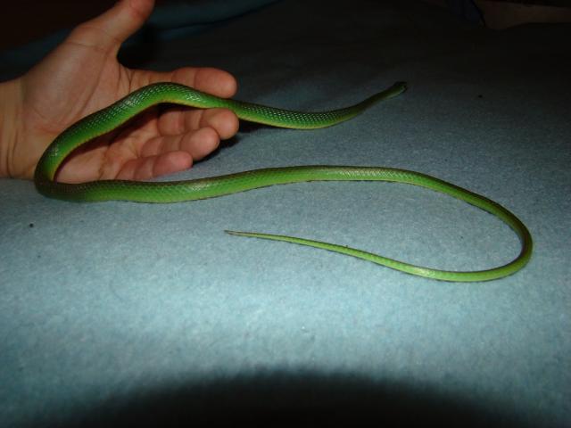 Philothamnus natalensis