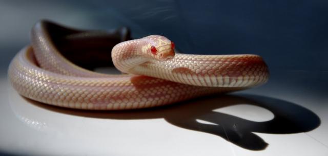 Lampropeltis getulus california