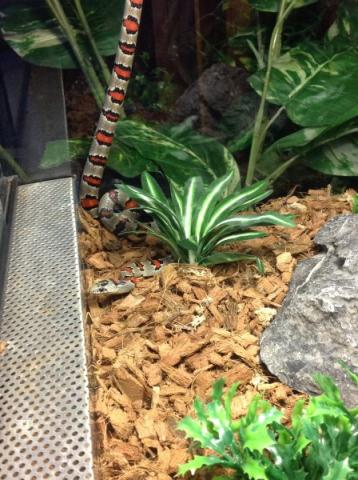 Lampropeltis mexicana greeri