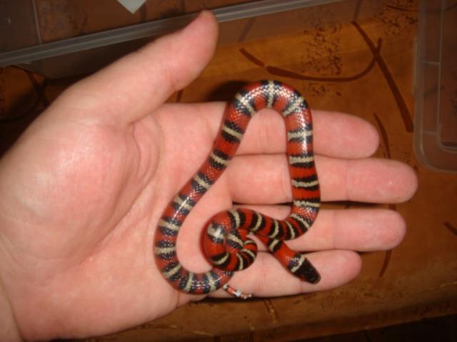 Lampropeltis ruthveni
