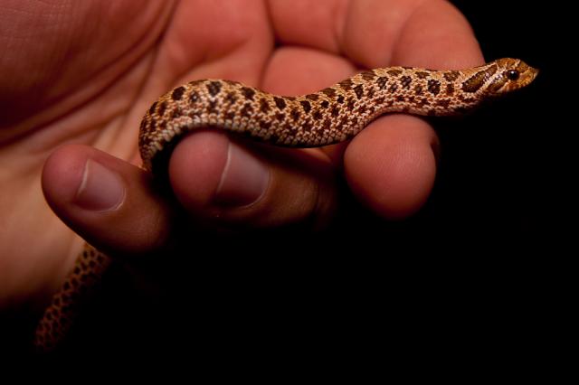 Heterodon nasicus