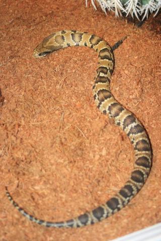 Hydrodynastes Gigas