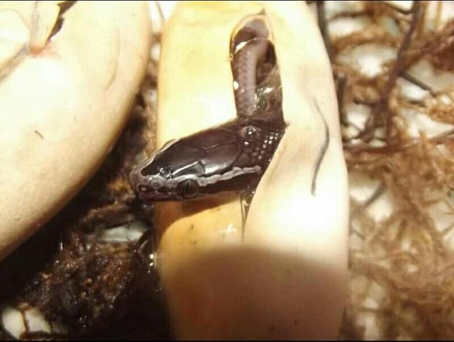 Boaedon fuliginosus