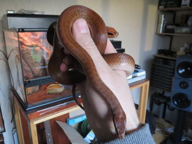 Boaedon capensis
