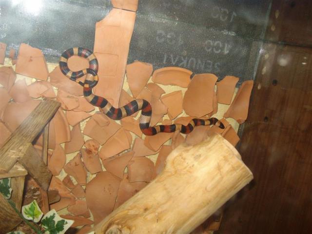 Lampropeltis triangulum campbelli