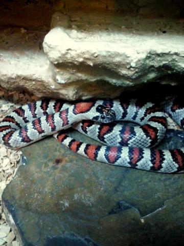 Lampropeltis mexicana greeri