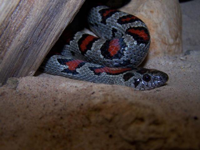 L. mexcana