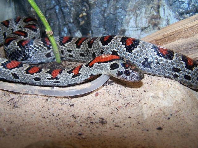 L. mexcana