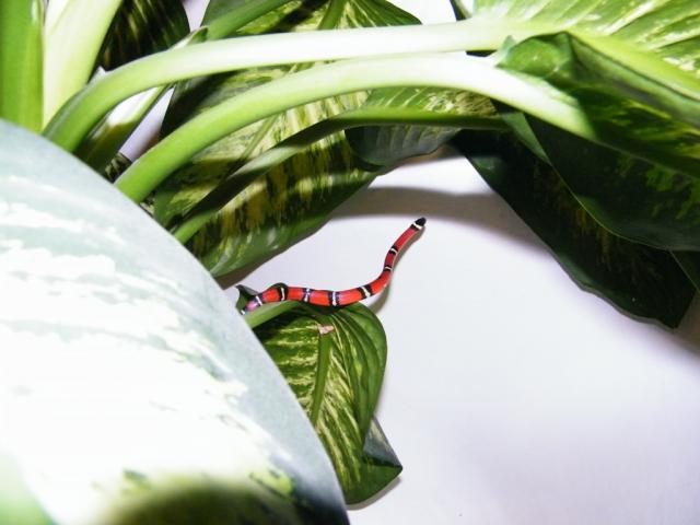 sinaloae