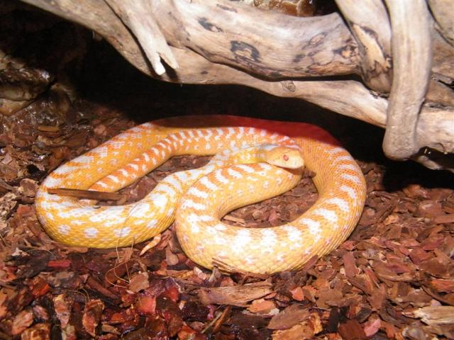 Pine snake
