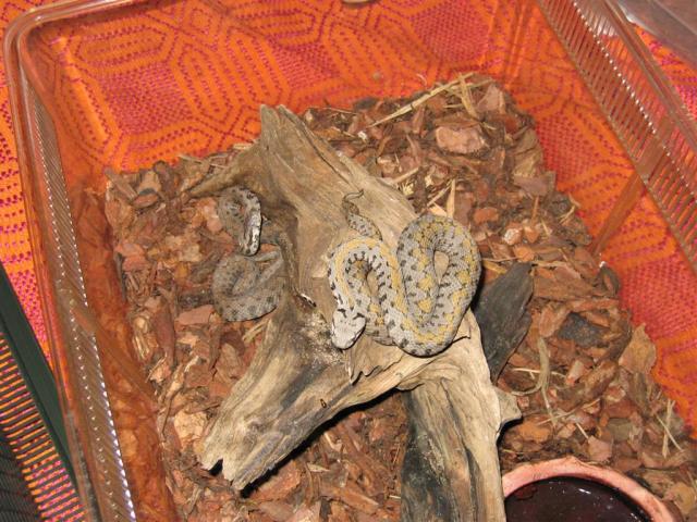 Vipera raddei