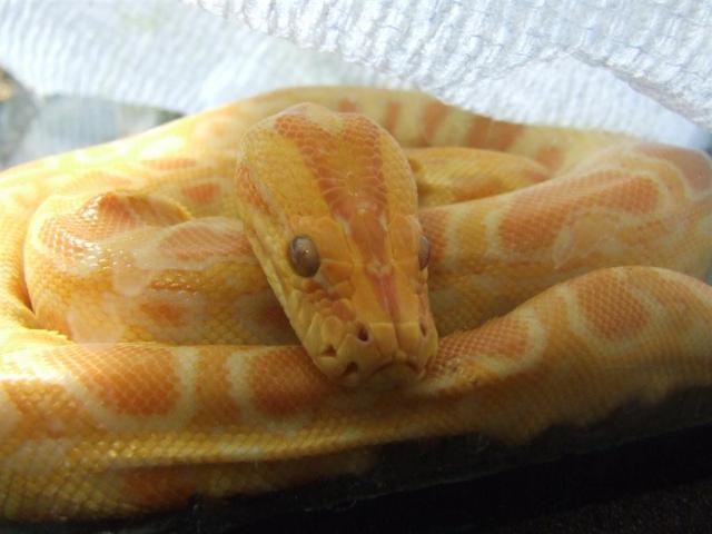 Python molurus bivittatus (albino)