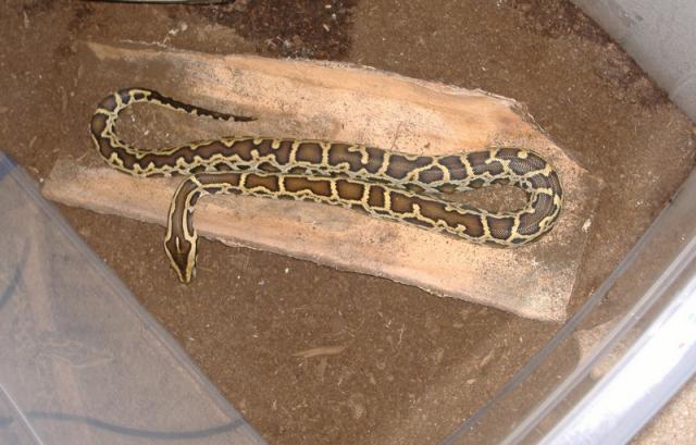 Python Molurus mažius