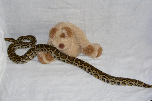 P. molurus