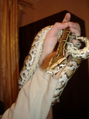 Python molurus