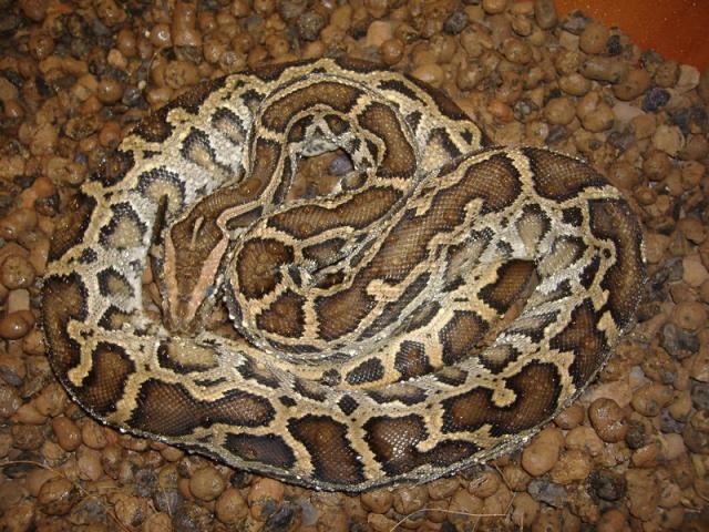P. molurus